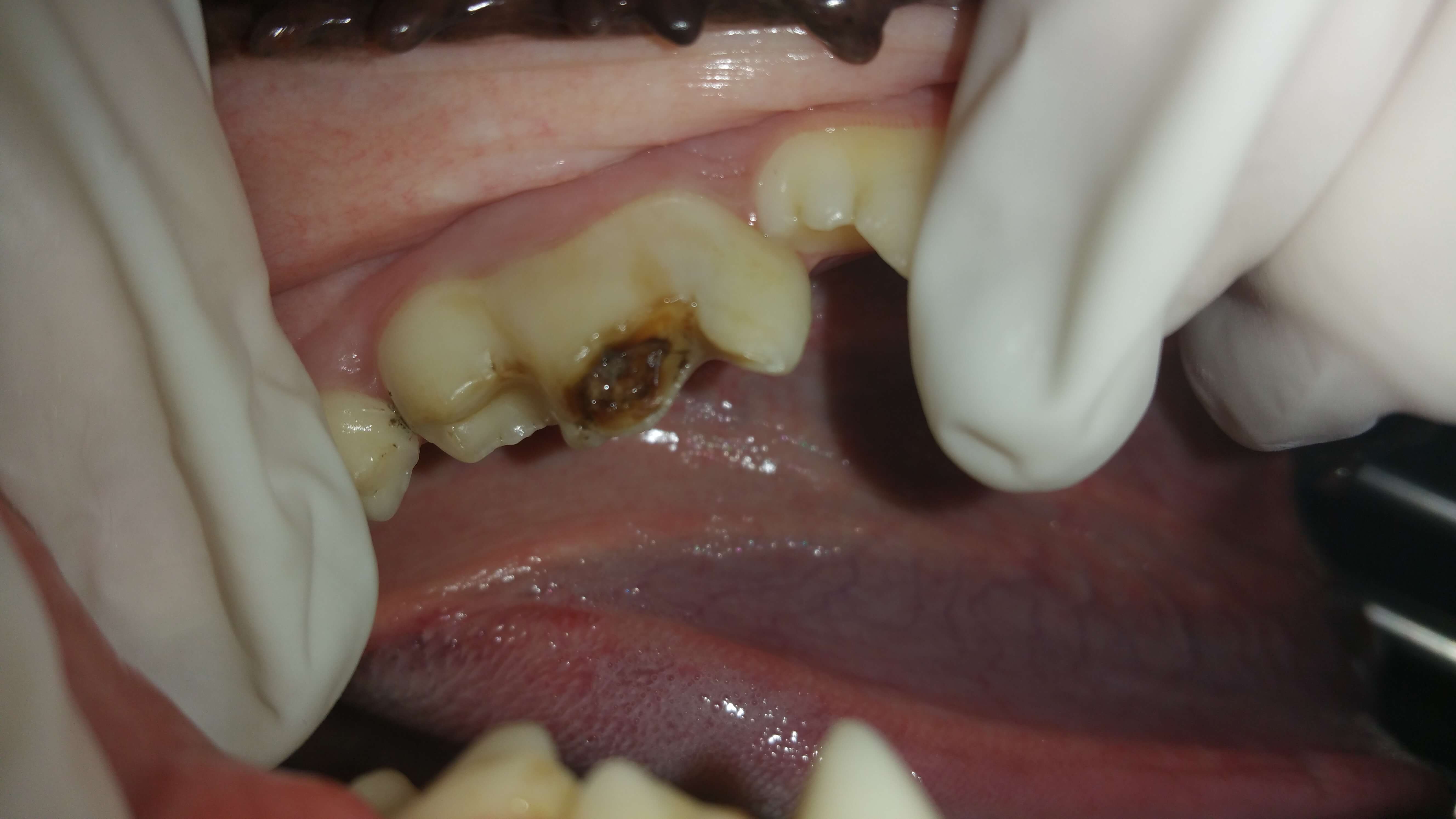 Vet dental Dog dental Dental veterinarain Vet Dentist